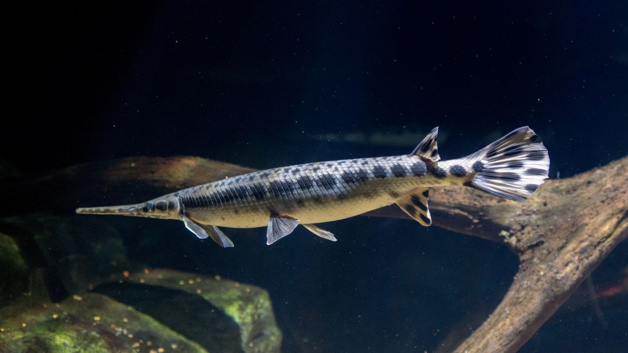 What Flavor Does Alligator Gar Produce Is It Delicious (1)