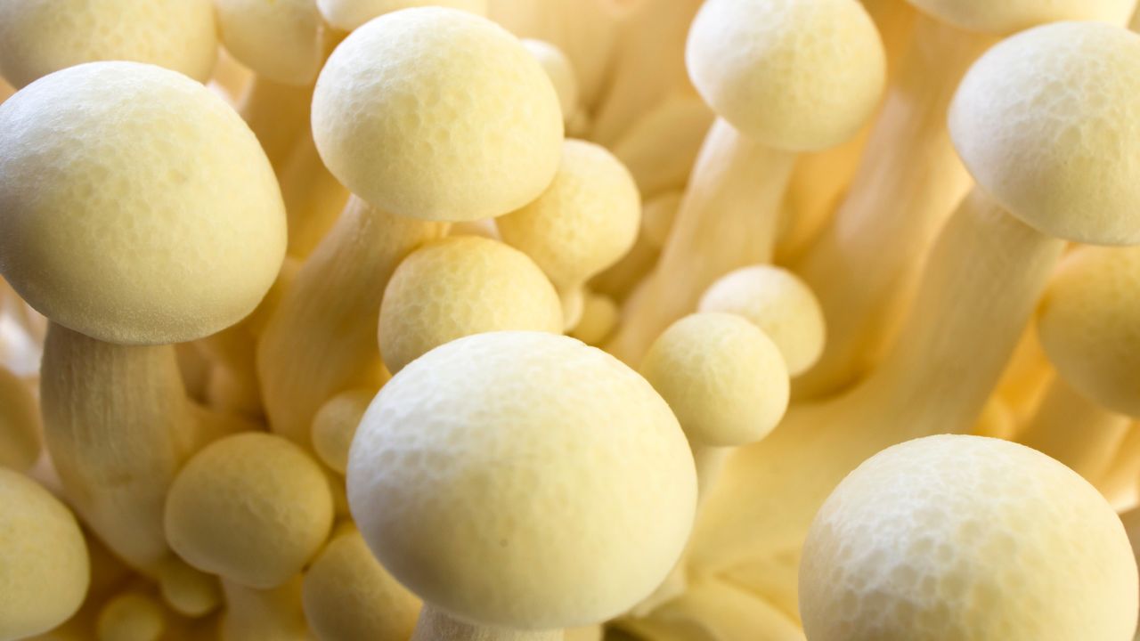 33 Delicious And Satisfying Foods That Start With W