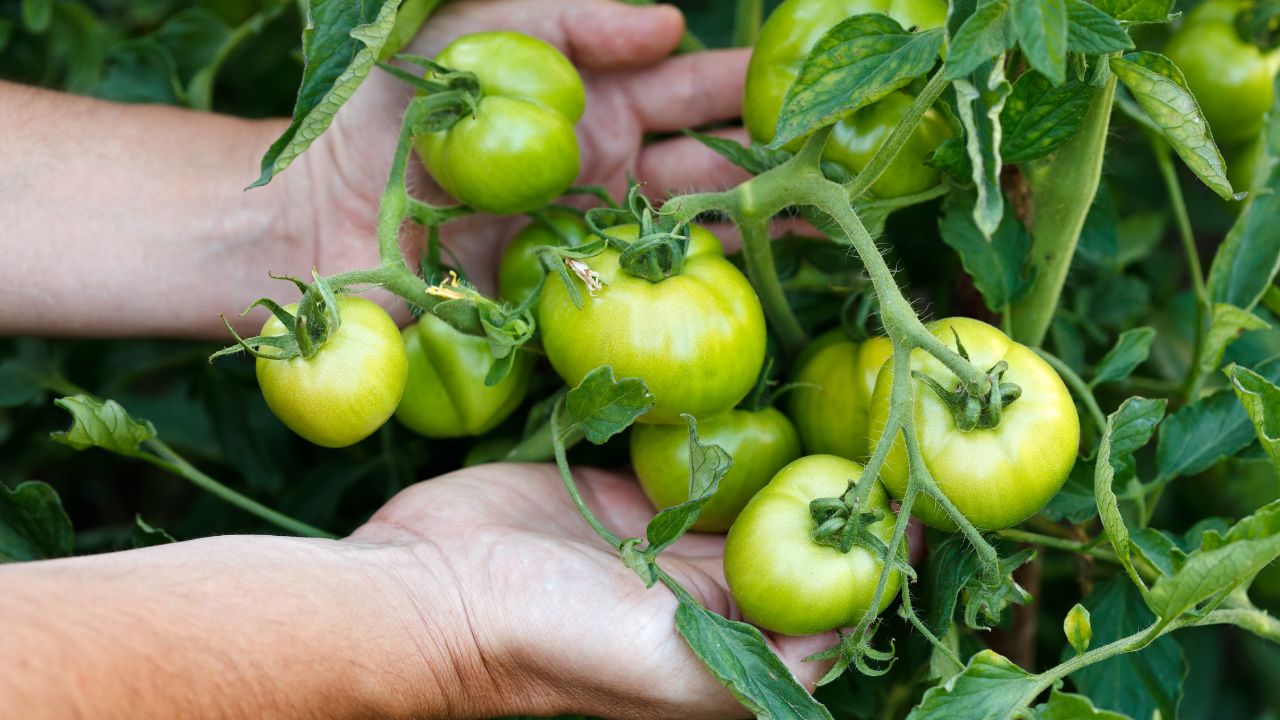 24 Gorgeous Recipes For Green Tomatoes