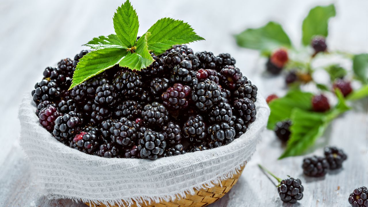 Blackberries