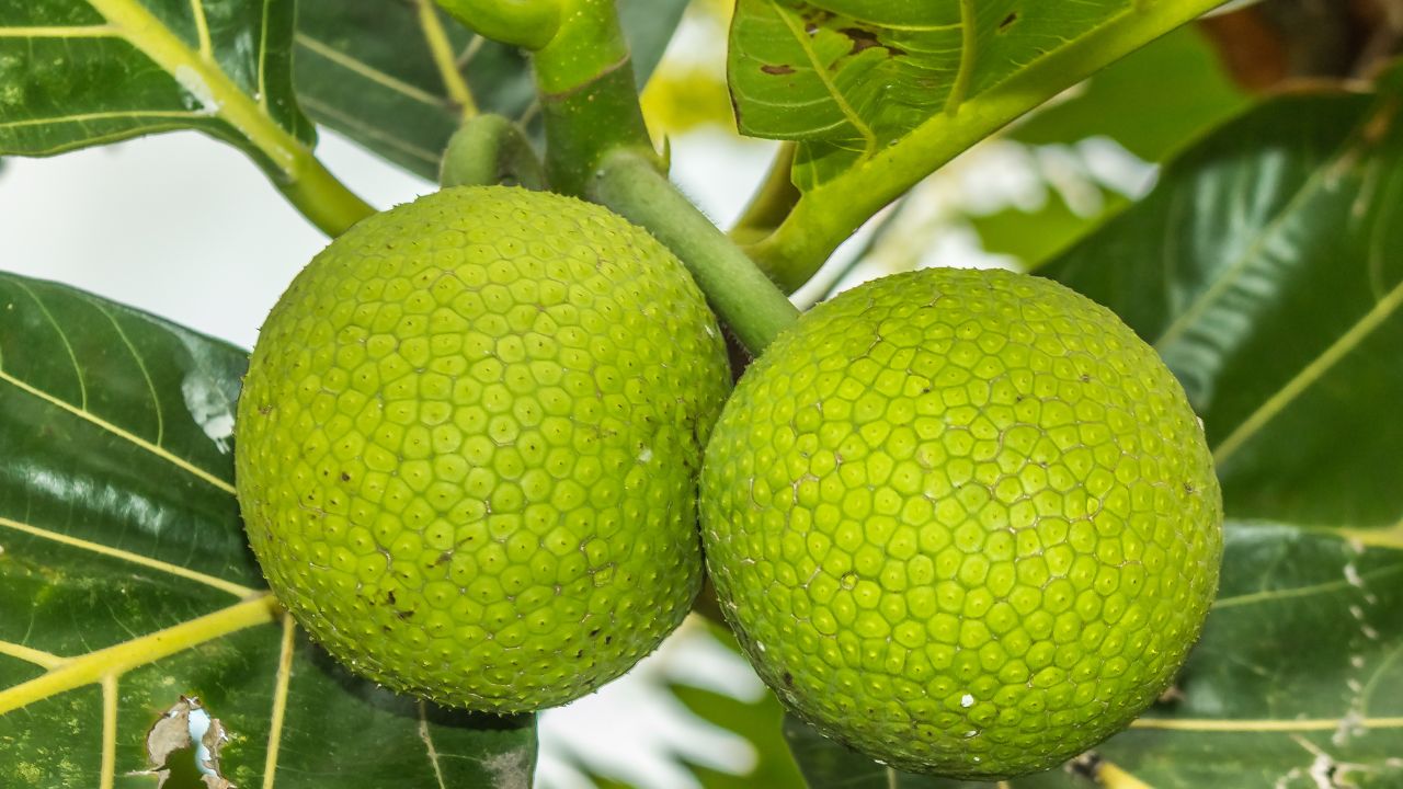 Breadfruit