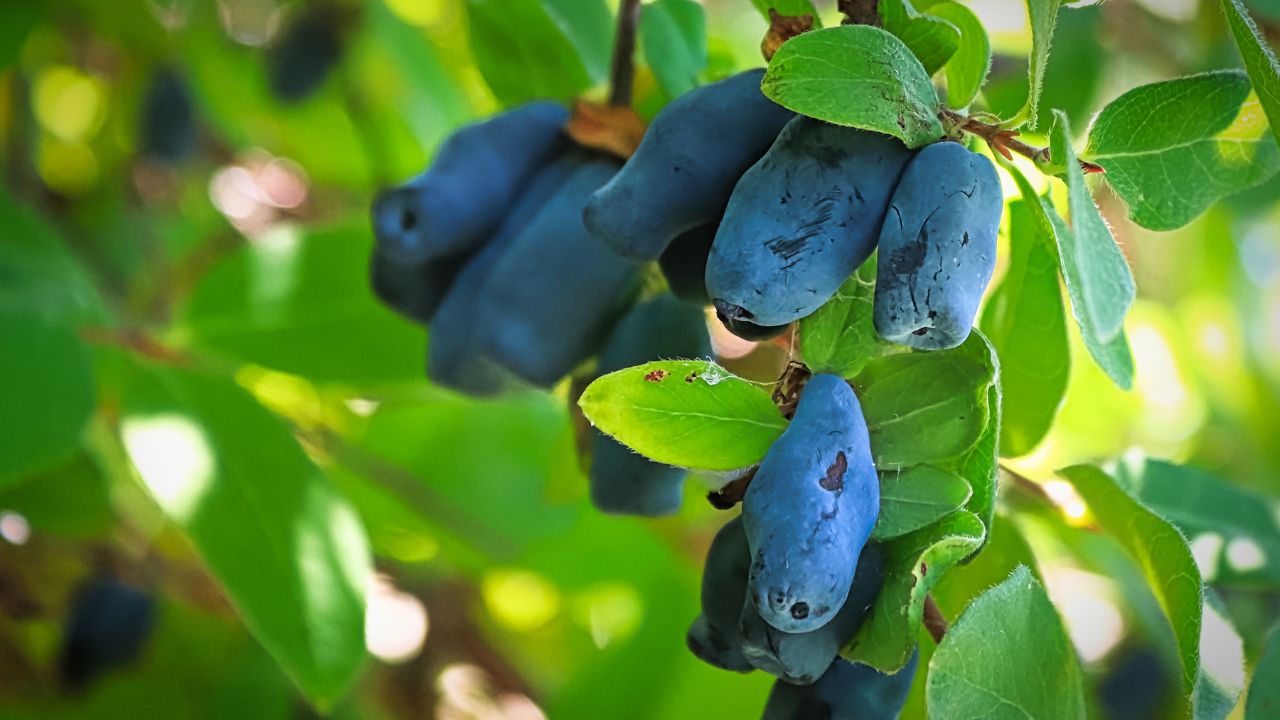18 Fruits That Start With H