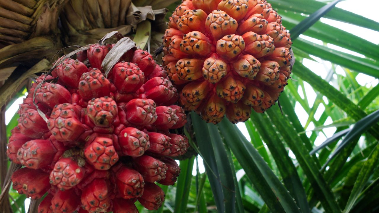 Hala Fruit