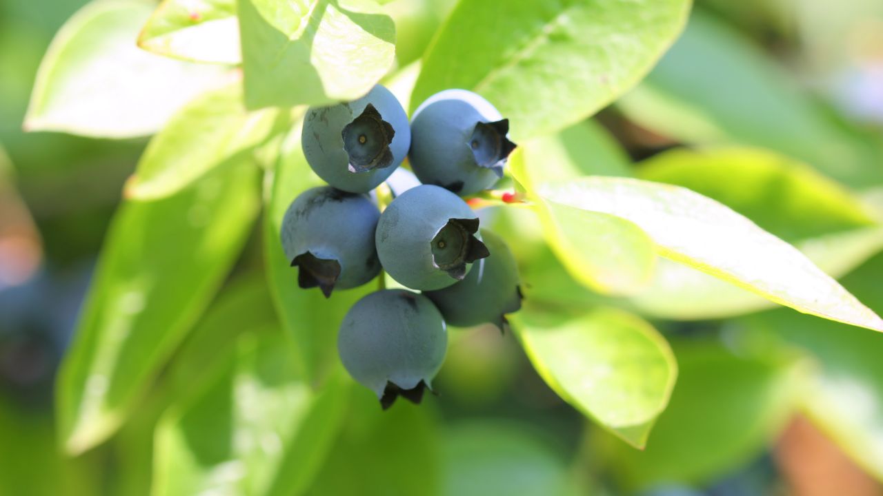 Highbush Blueberries