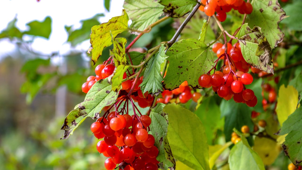 Highbush Cranberries