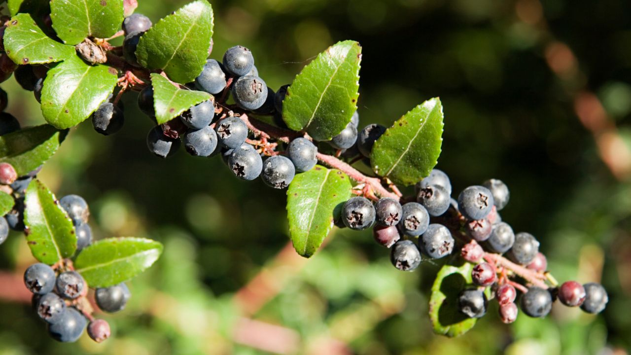 Huckleberry