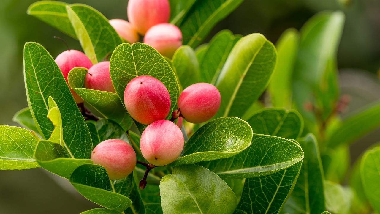 Karonda Fruit