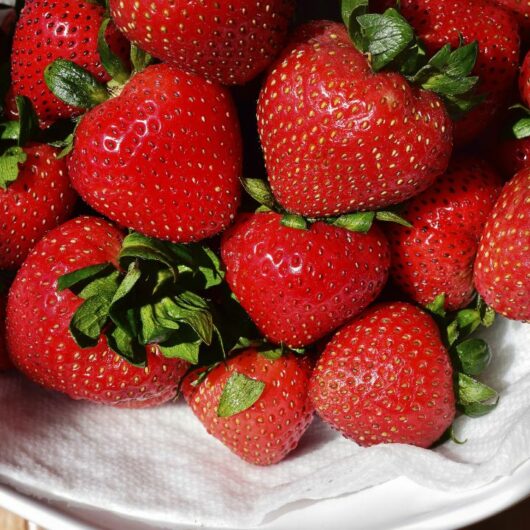 28 Strawberry Purée Recipes That Are So Easy You Won’t Be Able To Resist!