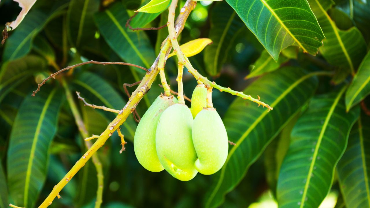 Young Mango