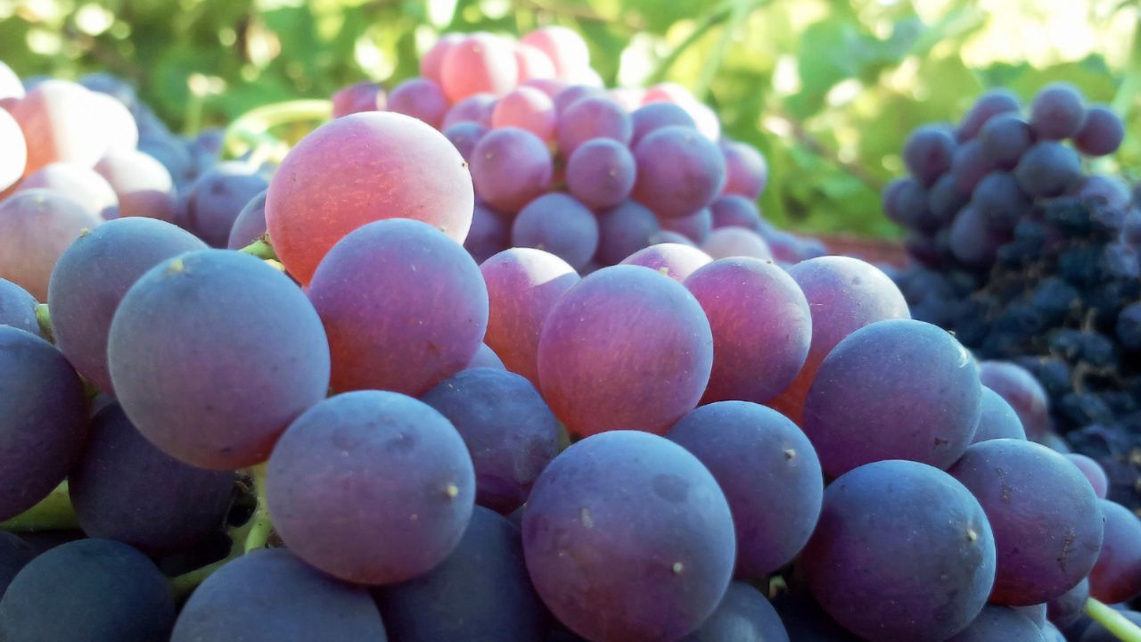 Zante Currants