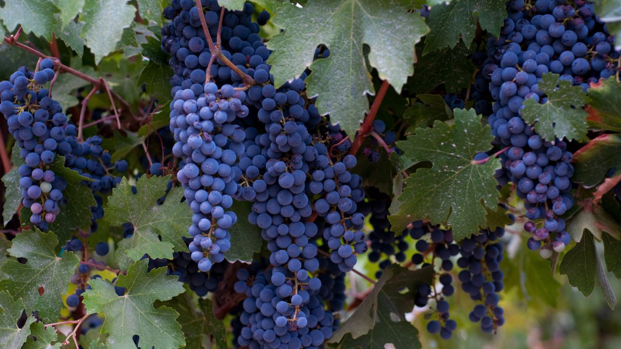 Zinfandel Grapes