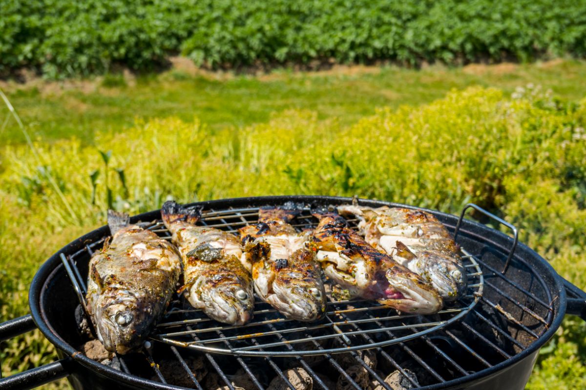33+ of the Best and Tastiest Trout Recipes