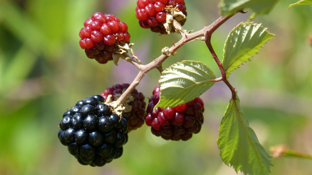 30 Fruits That Start With M