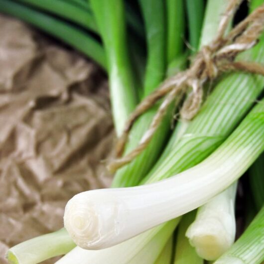 38 Of the Hottest Scallion Recipes (Aka. Best Green Onion Dishes)