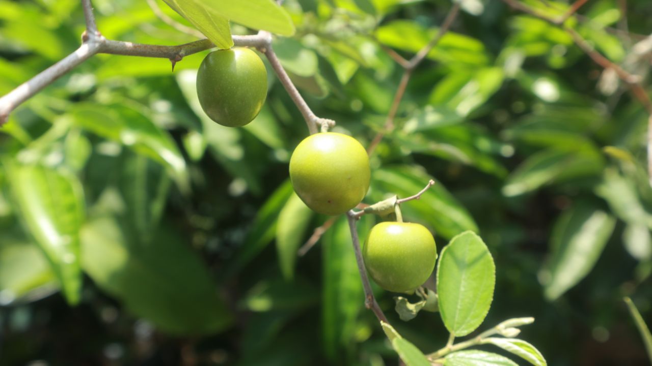 Fruits Starting With The Letter I